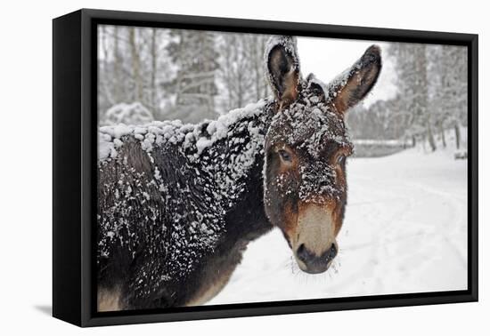 A Brown Donkey Commited with Snow on Wintry Pasture-Harald Lange-Framed Premier Image Canvas