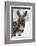 A Brown Donkey Commited with Snow on Wintry Pasture-Harald Lange-Framed Photographic Print