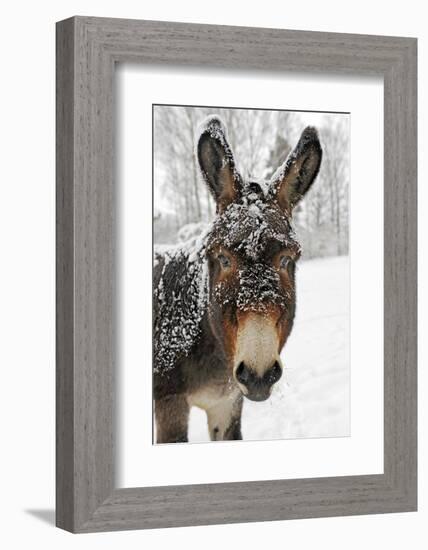 A Brown Donkey Commited with Snow on Wintry Pasture-Harald Lange-Framed Photographic Print