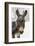 A Brown Donkey Commited with Snow on Wintry Pasture-Harald Lange-Framed Photographic Print