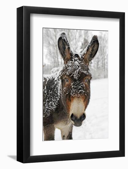 A Brown Donkey Commited with Snow on Wintry Pasture-Harald Lange-Framed Photographic Print