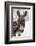 A Brown Donkey Commited with Snow on Wintry Pasture-Harald Lange-Framed Photographic Print