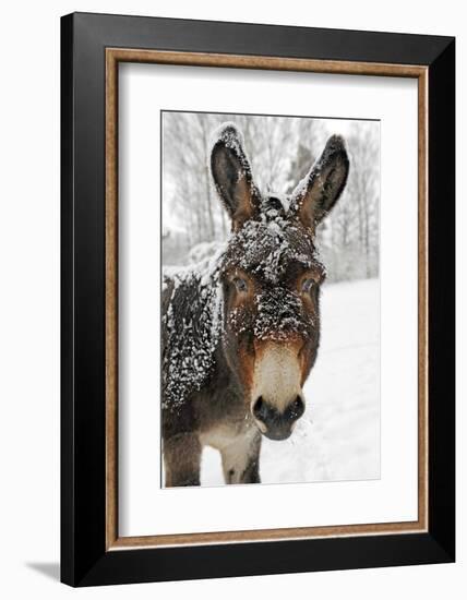 A Brown Donkey Commited with Snow on Wintry Pasture-Harald Lange-Framed Photographic Print