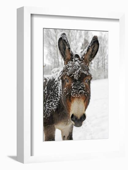 A Brown Donkey Commited with Snow on Wintry Pasture-Harald Lange-Framed Photographic Print