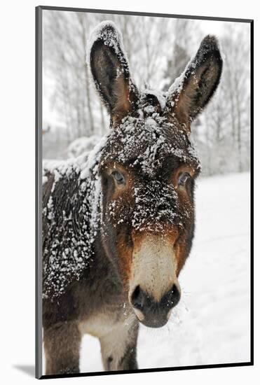 A Brown Donkey Commited with Snow on Wintry Pasture-Harald Lange-Mounted Photographic Print