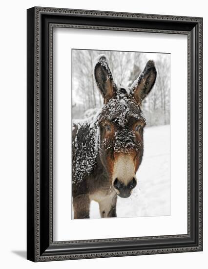 A Brown Donkey Commited with Snow on Wintry Pasture-Harald Lange-Framed Photographic Print