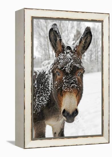 A Brown Donkey Commited with Snow on Wintry Pasture-Harald Lange-Framed Premier Image Canvas