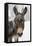 A Brown Donkey Commited with Snow on Wintry Pasture-Harald Lange-Framed Premier Image Canvas