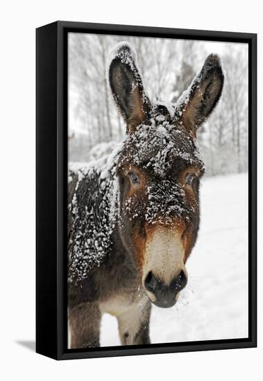 A Brown Donkey Commited with Snow on Wintry Pasture-Harald Lange-Framed Premier Image Canvas