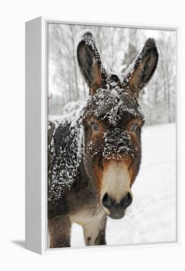 A Brown Donkey Commited with Snow on Wintry Pasture-Harald Lange-Framed Premier Image Canvas