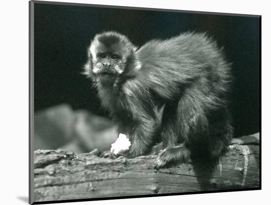 A Brown or Tufted Capuchin at London Zoo, July 1914 (B/W Photo)-Frederick William Bond-Mounted Giclee Print