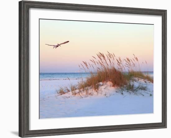 A Brown Pelican Flies over a White Sand Florida Beach at Sunrise-Steve Bower-Framed Photographic Print