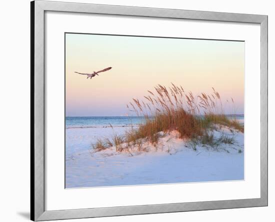 A Brown Pelican Flies over a White Sand Florida Beach at Sunrise-Steve Bower-Framed Photographic Print