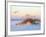 A Brown Pelican Flies over a White Sand Florida Beach at Sunrise-Steve Bower-Framed Photographic Print