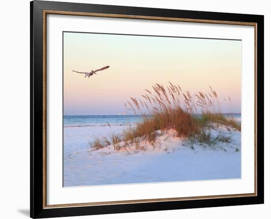 A Brown Pelican Flies over a White Sand Florida Beach at Sunrise-Steve Bower-Framed Photographic Print