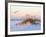 A Brown Pelican Flies over a White Sand Florida Beach at Sunrise-Steve Bower-Framed Photographic Print