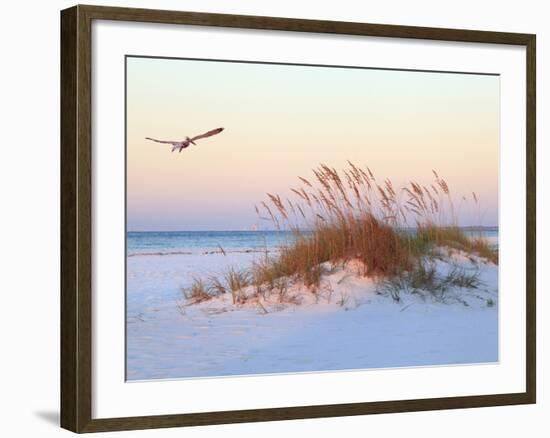 A Brown Pelican Flies over a White Sand Florida Beach at Sunrise-Steve Bower-Framed Photographic Print