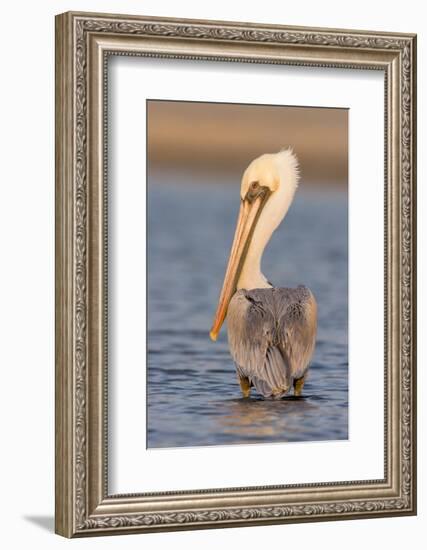 A Brown Pelican in a Southern California Coastal Wetland-Neil Losin-Framed Photographic Print