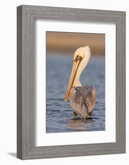 A Brown Pelican in a Southern California Coastal Wetland-Neil Losin-Framed Photographic Print