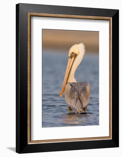 A Brown Pelican in a Southern California Coastal Wetland-Neil Losin-Framed Photographic Print