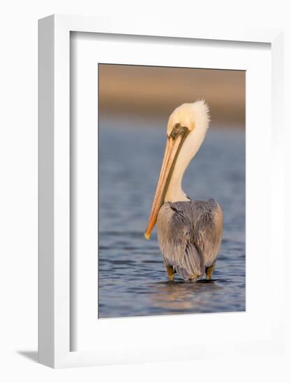 A Brown Pelican in a Southern California Coastal Wetland-Neil Losin-Framed Photographic Print