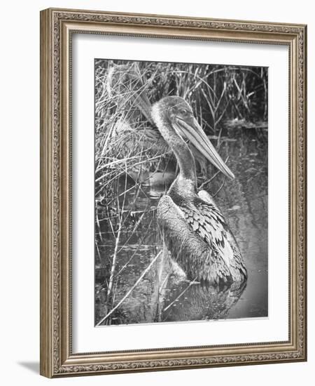 A Brown Pelican Wades-null-Framed Photographic Print