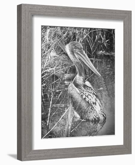 A Brown Pelican Wades-null-Framed Photographic Print