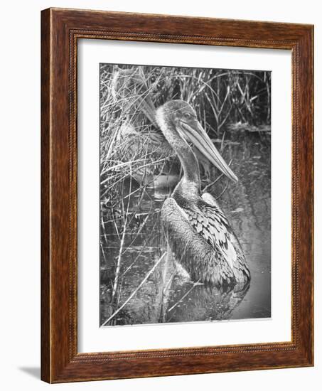 A Brown Pelican Wades-null-Framed Photographic Print