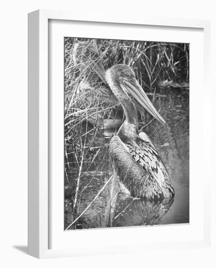 A Brown Pelican Wades-null-Framed Photographic Print