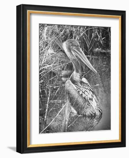 A Brown Pelican Wades-null-Framed Photographic Print