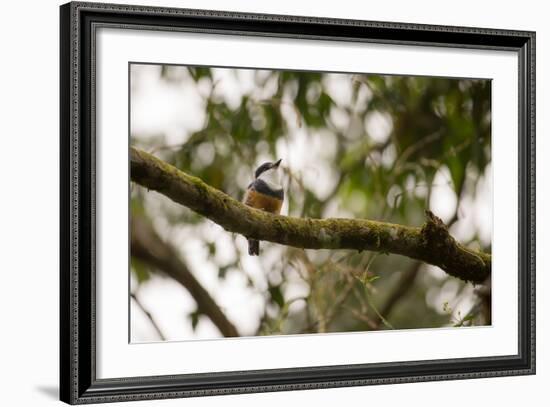 A Buff Bellied Puffbird, Notharchus Swainsoni, on a Branch in Ubatuba, Brazil-Alex Saberi-Framed Photographic Print