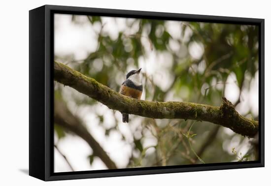 A Buff Bellied Puffbird, Notharchus Swainsoni, on a Branch in Ubatuba, Brazil-Alex Saberi-Framed Premier Image Canvas