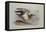 A Buff-Breasted Sandpiper-Archibald Thorburn-Framed Premier Image Canvas