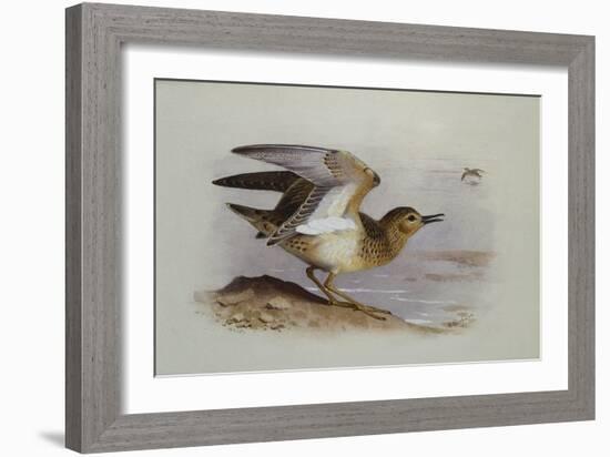 A Buff-Breasted Sandpiper-Archibald Thorburn-Framed Giclee Print