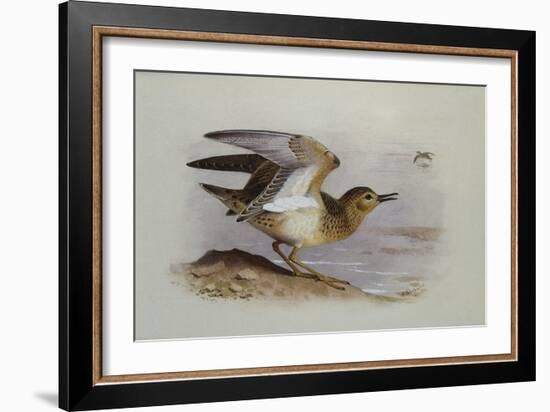 A Buff-Breasted Sandpiper-Archibald Thorburn-Framed Giclee Print