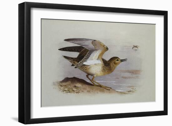 A Buff-Breasted Sandpiper-Archibald Thorburn-Framed Giclee Print