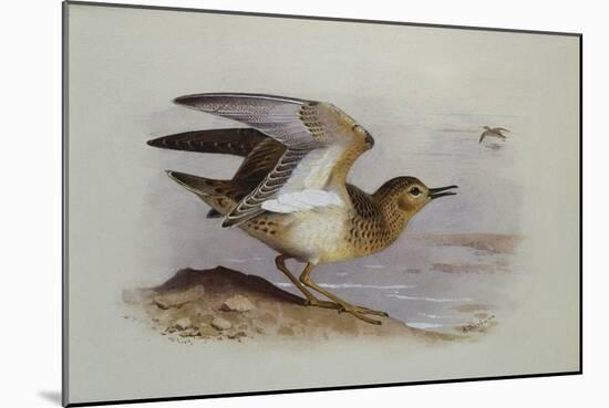 A Buff-Breasted Sandpiper-Archibald Thorburn-Mounted Giclee Print