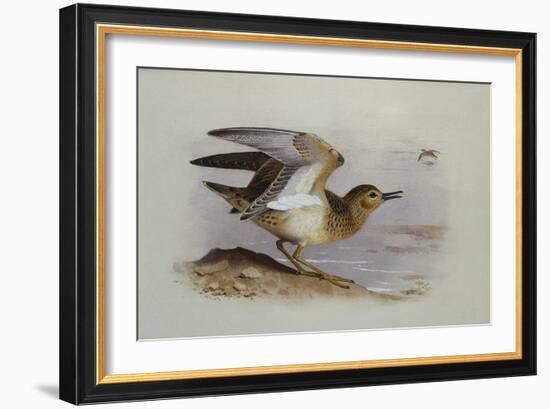 A Buff-Breasted Sandpiper-Archibald Thorburn-Framed Giclee Print