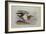 A Buff-Breasted Sandpiper-Archibald Thorburn-Framed Giclee Print