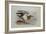 A Buff-Breasted Sandpiper-Archibald Thorburn-Framed Giclee Print