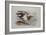 A Buff-Breasted Sandpiper-Archibald Thorburn-Framed Giclee Print