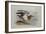 A Buff-Breasted Sandpiper-Archibald Thorburn-Framed Giclee Print