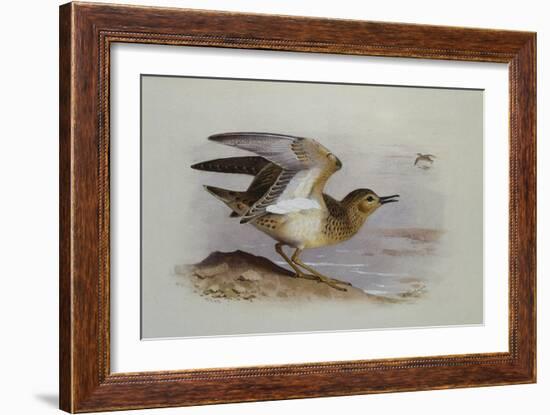 A Buff-Breasted Sandpiper-Archibald Thorburn-Framed Giclee Print