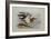 A Buff-Breasted Sandpiper-Archibald Thorburn-Framed Giclee Print