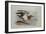 A Buff-Breasted Sandpiper-Archibald Thorburn-Framed Giclee Print