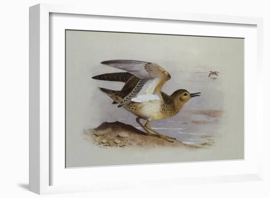 A Buff-Breasted Sandpiper-Archibald Thorburn-Framed Giclee Print