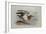 A Buff-Breasted Sandpiper-Archibald Thorburn-Framed Giclee Print