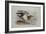 A Buff-Breasted Sandpiper-Archibald Thorburn-Framed Giclee Print