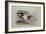 A Buff-Breasted Sandpiper-Archibald Thorburn-Framed Giclee Print