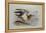 A Buff-Breasted Sandpiper-Archibald Thorburn-Framed Premier Image Canvas
